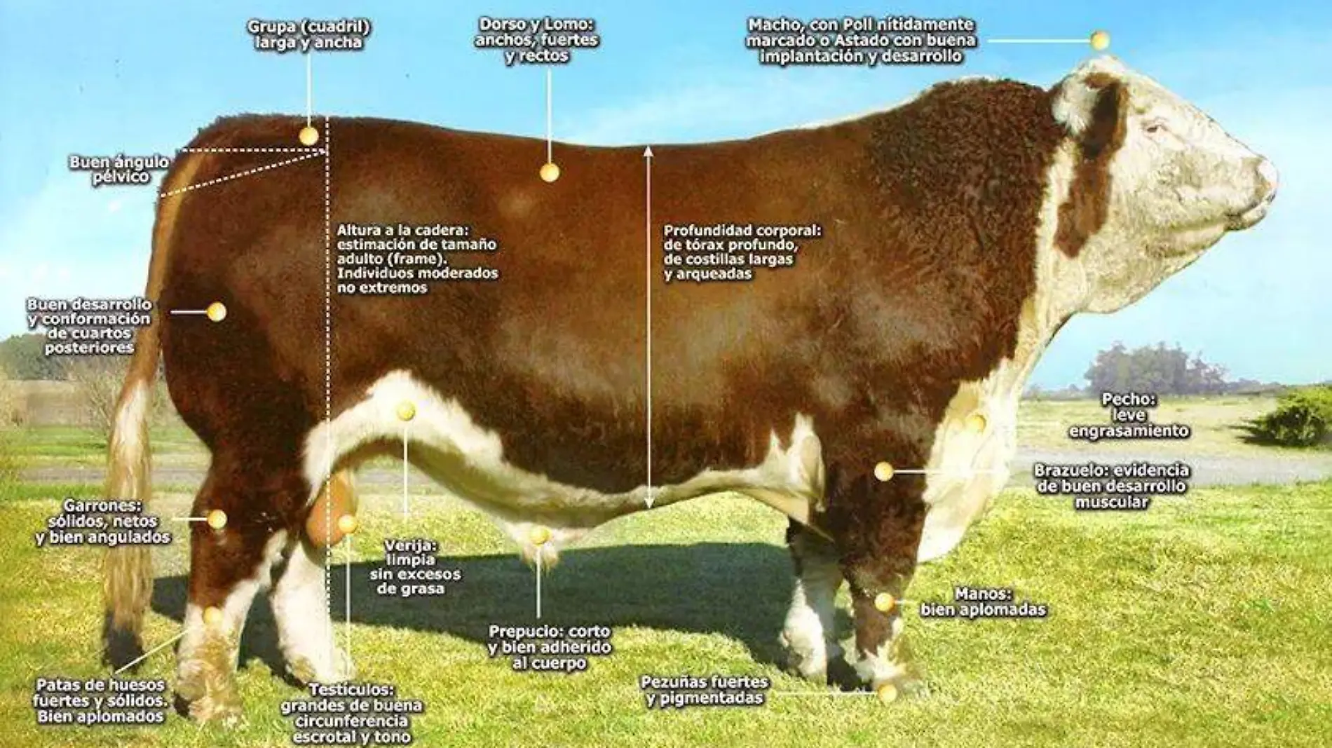 vacas, cara blanca, Hereford Infografía 